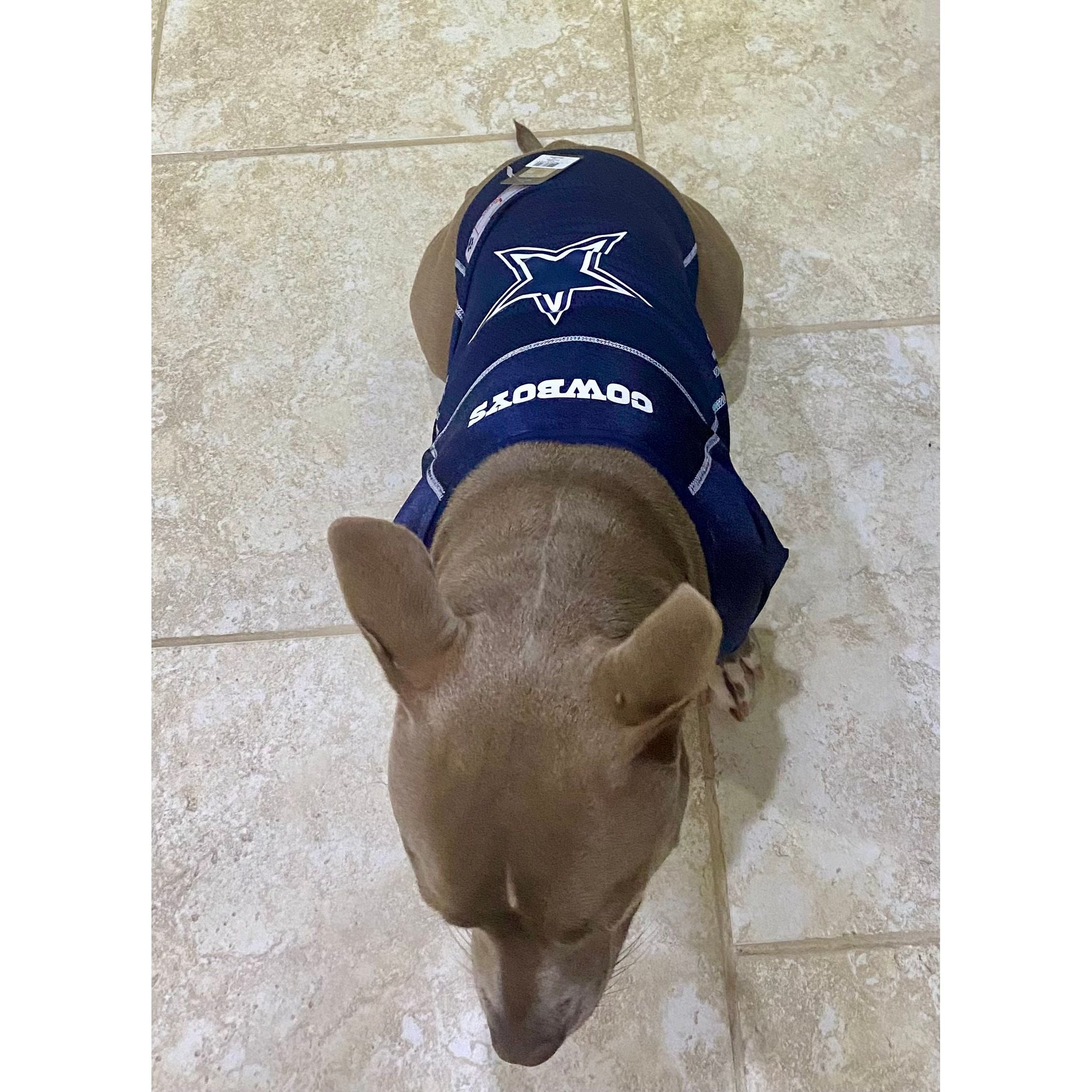 Dallas cowboys dog jersey best sale