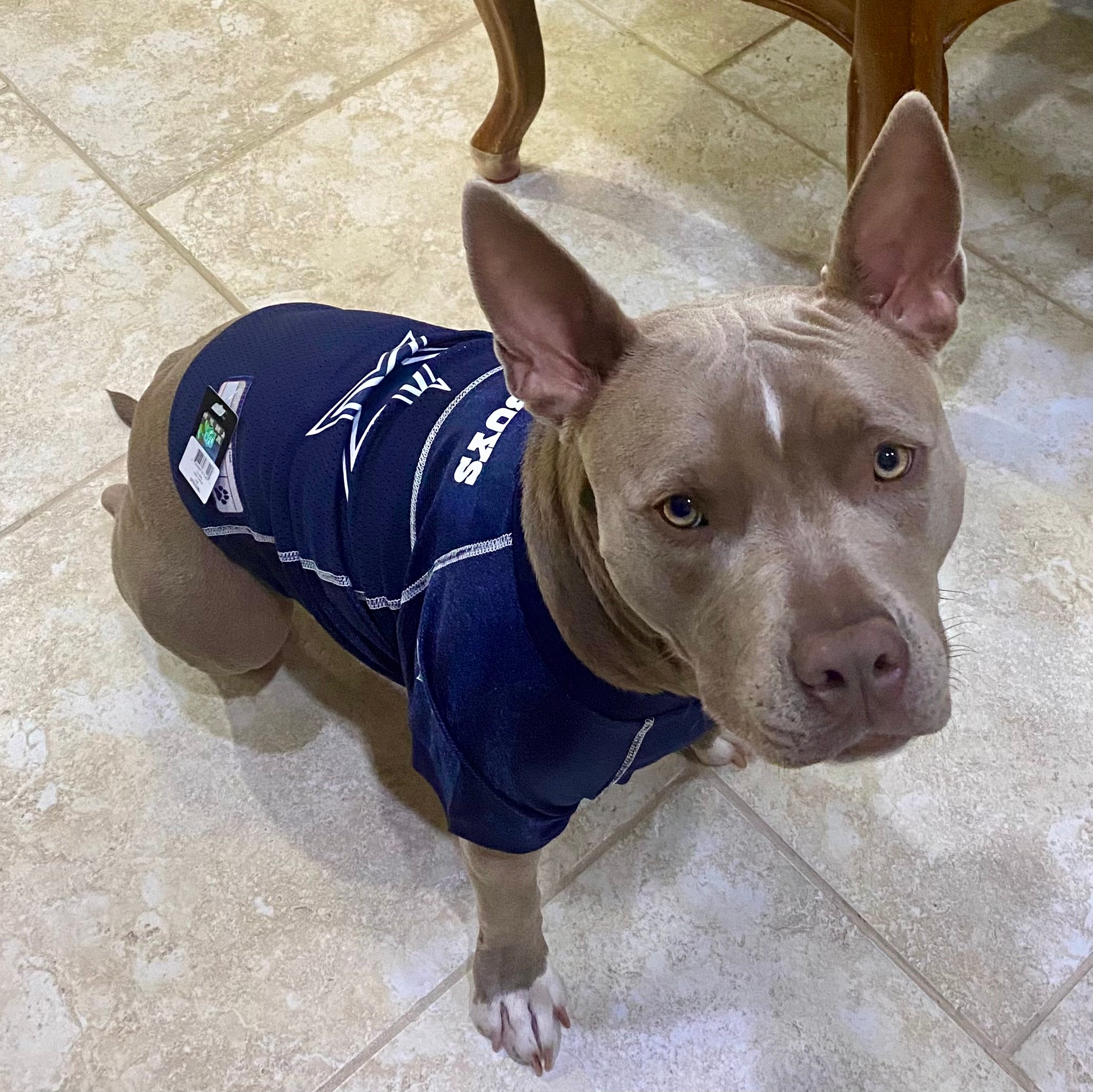 Cowboys dog clothes best sale