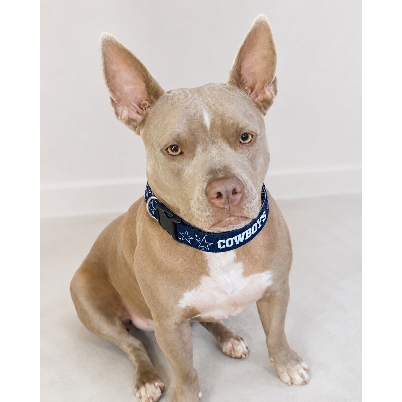 Dallas Cowboys Pet Collar – Officially Licensed